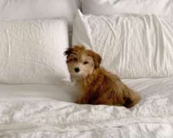 The star is accompanied by a cute dog in her home.